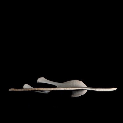 Basal_view