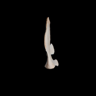 Left_side_view