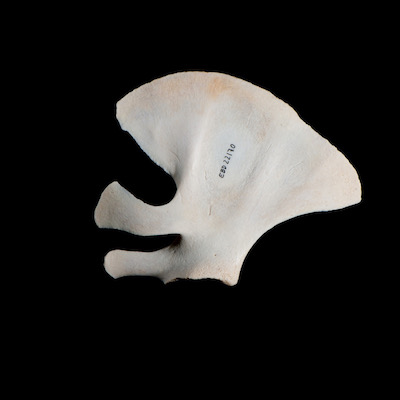 Nasal_view