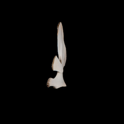 Right_side_view