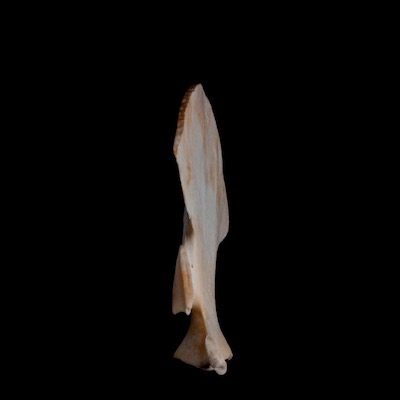 Left_side_view