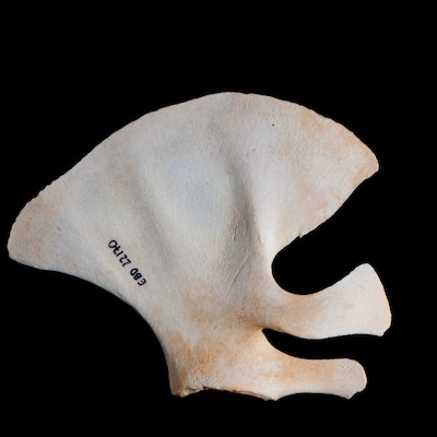 Nasal_view