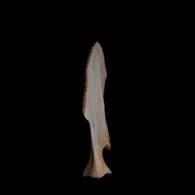 Right_side_view