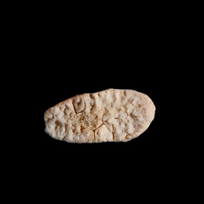 Basal_view