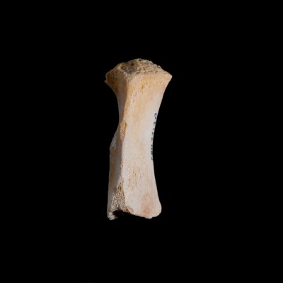 Left_side_view
