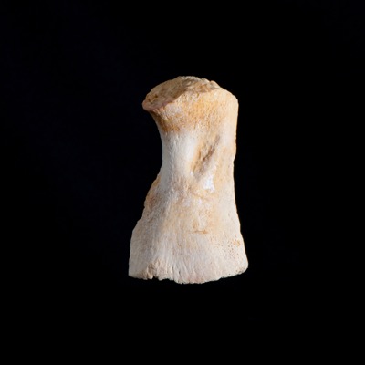 Nasal_view