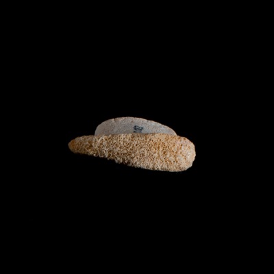 Basal_view