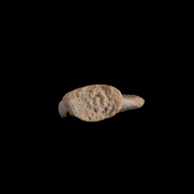 dorsal_view