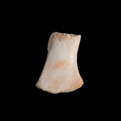 Nasal_view