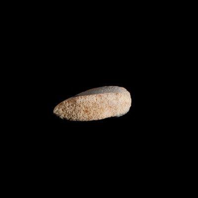 Basal_view