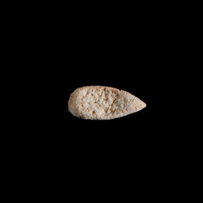 dorsal_view
