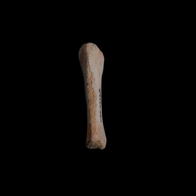 Left_side_view