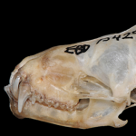 Nyctalus lasiopterus