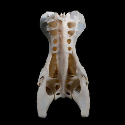 Basal_view