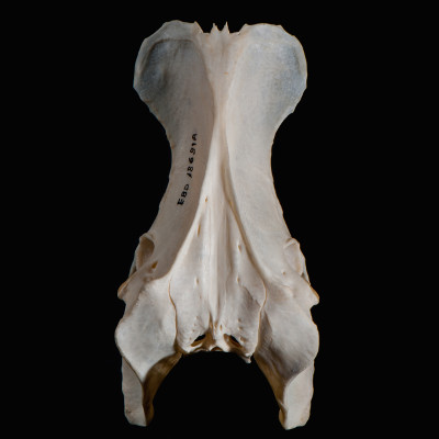 dorsal_view
