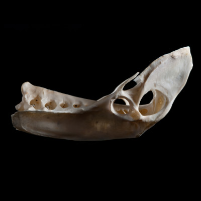 Left_side_view