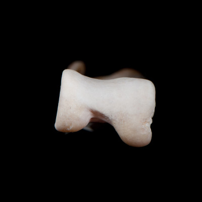 Basal_view