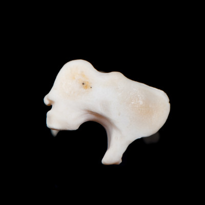 dorsal_view