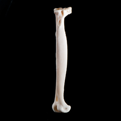 Left_side_view