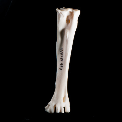 Nasal_view