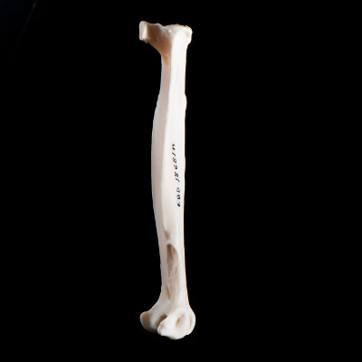 Right_side_view