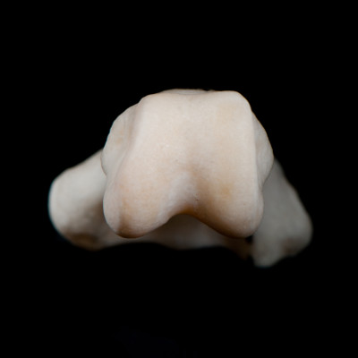 Basal_view