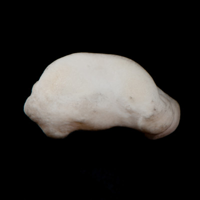 dorsal_view