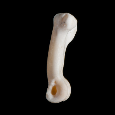 Left_side_view
