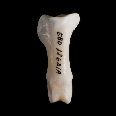 Nasal_view