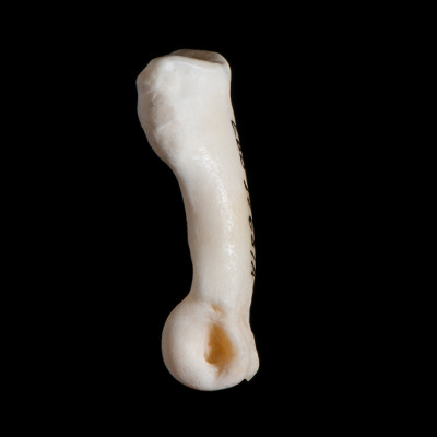 Right_side_view