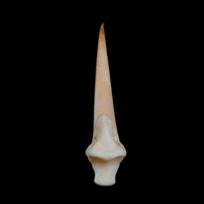 Basal_view