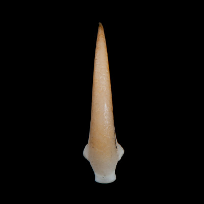 dorsal_view