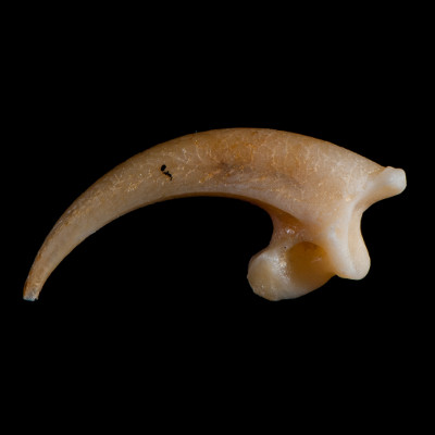 Left_side_view