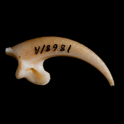 Right_side_view