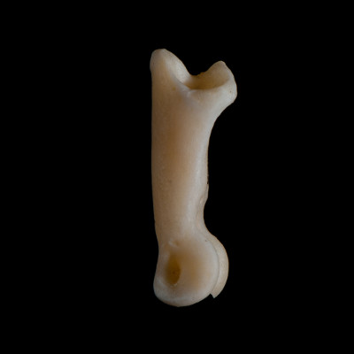 Left_side_view