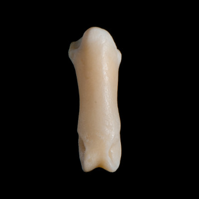 Nasal_view