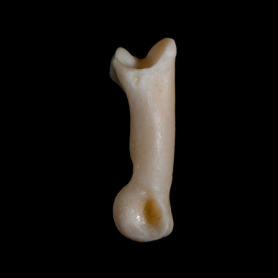 Right_side_view