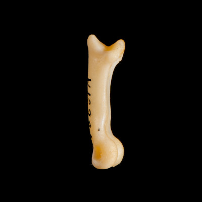 Left_side_view