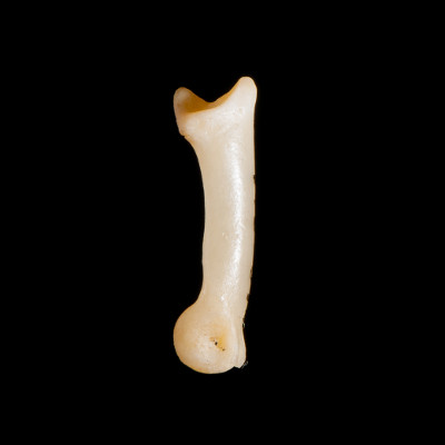 Right_side_view