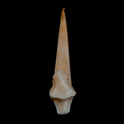 Basal_view