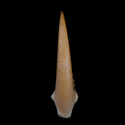 dorsal_view