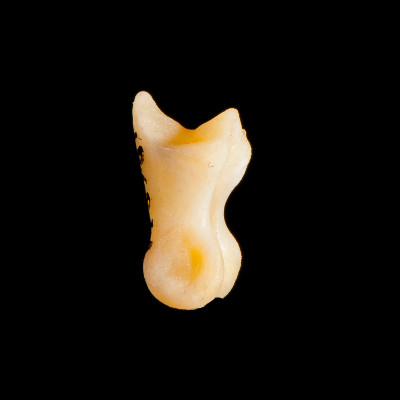 Left_side_view