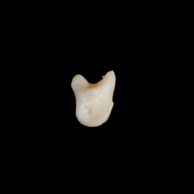 Right_side_view
