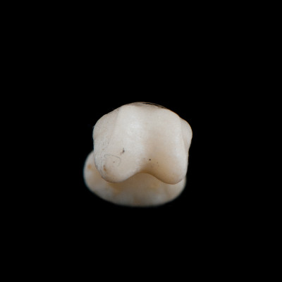 Basal_view