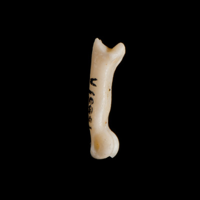 Left_side_view