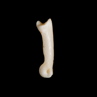 Right_side_view