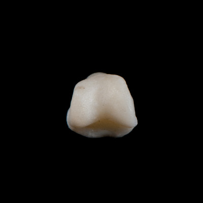 Basal_view