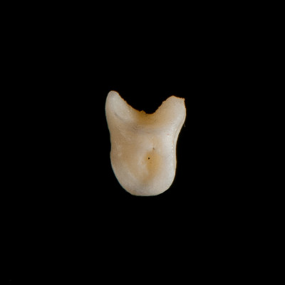 Left_side_view
