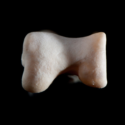 Basal_view