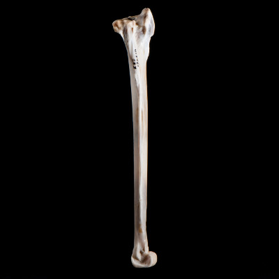 Left_side_view